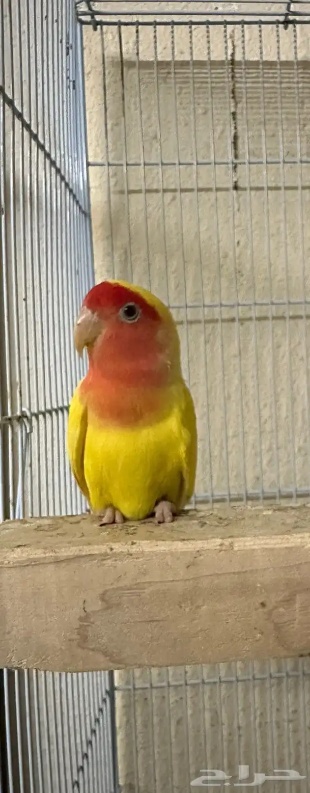 للبيع روز لاتينو رد فيس 1