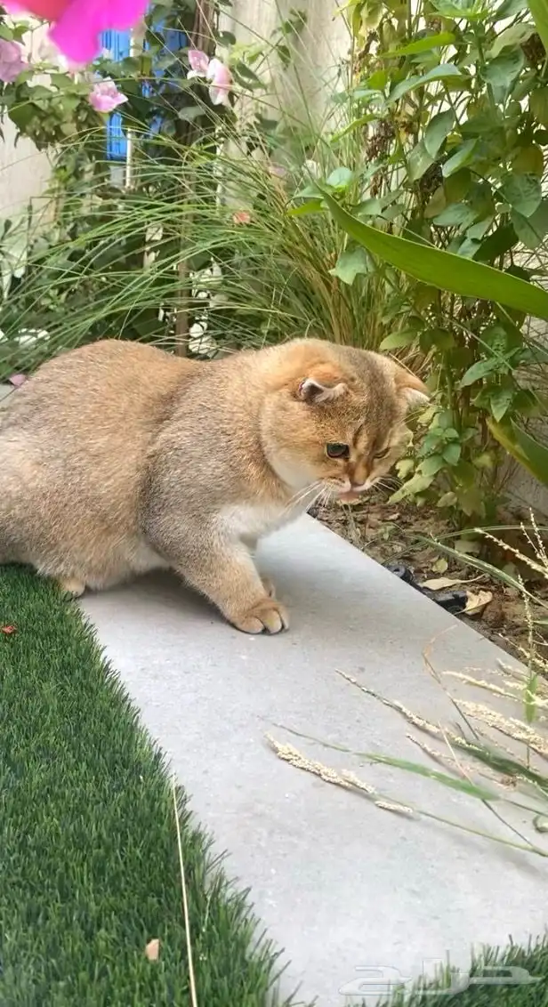 ذكر سكوتش قولد فولد 3