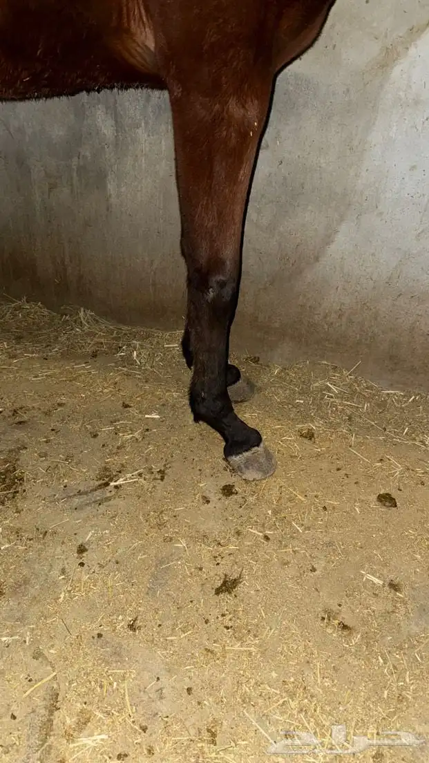 مهر شعبي فاخر 1