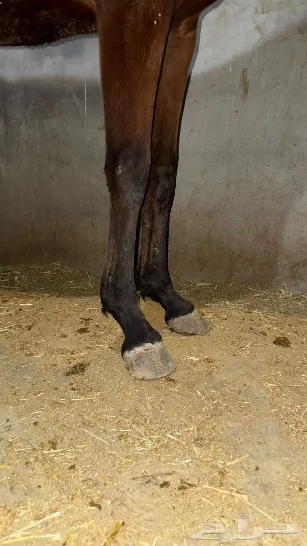 مهر شعبي فاخر 0