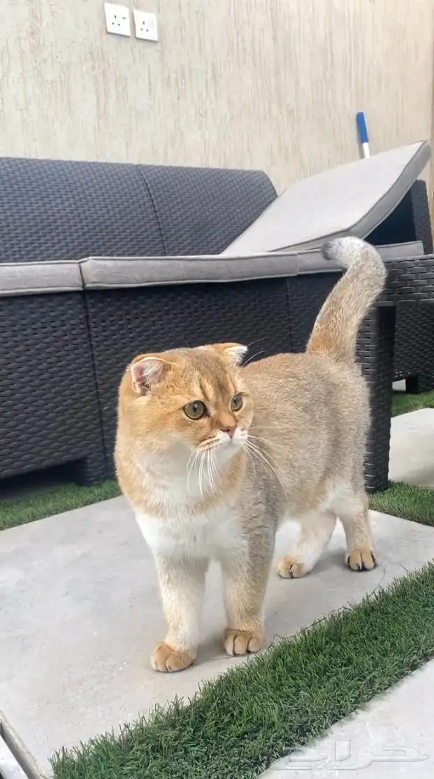 ذكر سكوتش قولد فولد 1