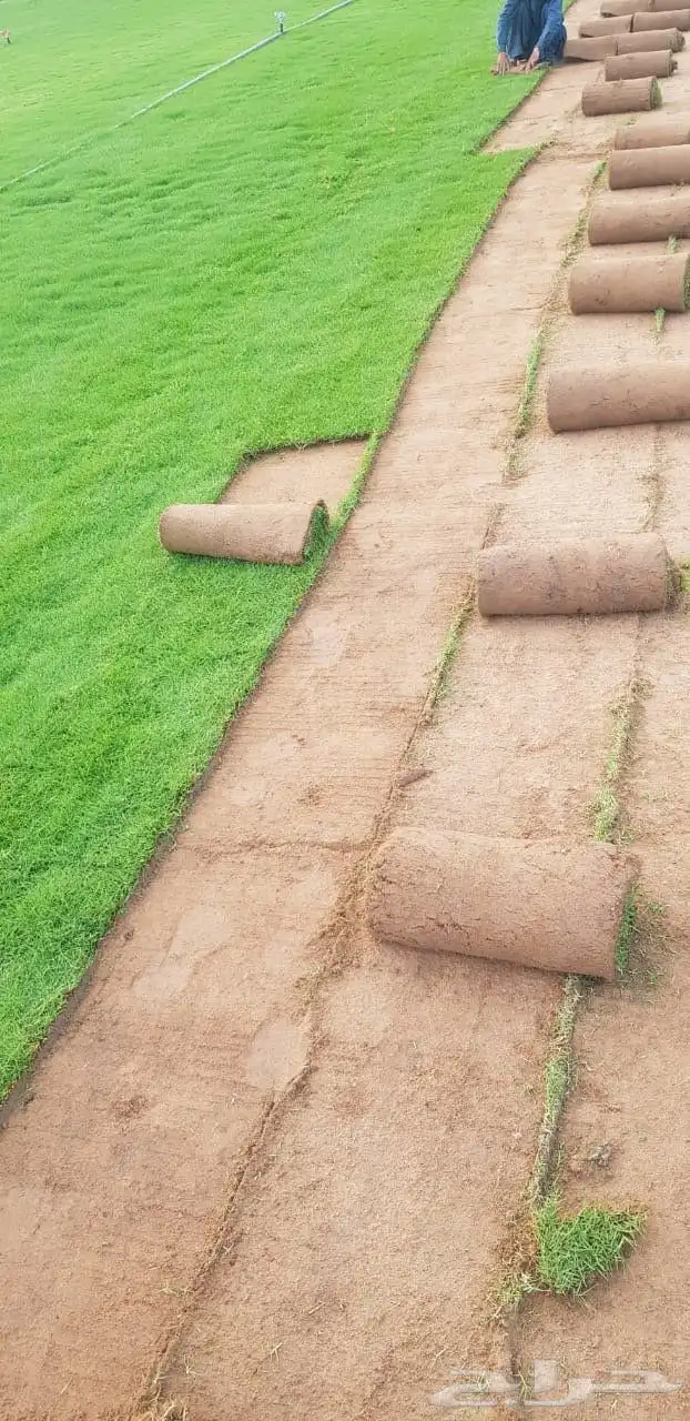 للبيع نجيله خضراء عشب اخضر طبيعي 1