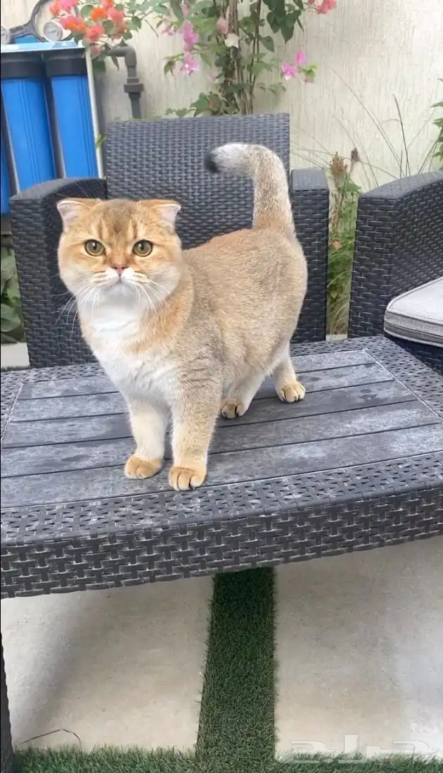 ذكر سكوتش قولد فولد 2