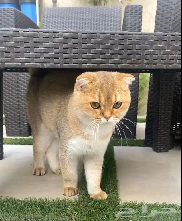 ذكر سكوتش قولد فولد 0