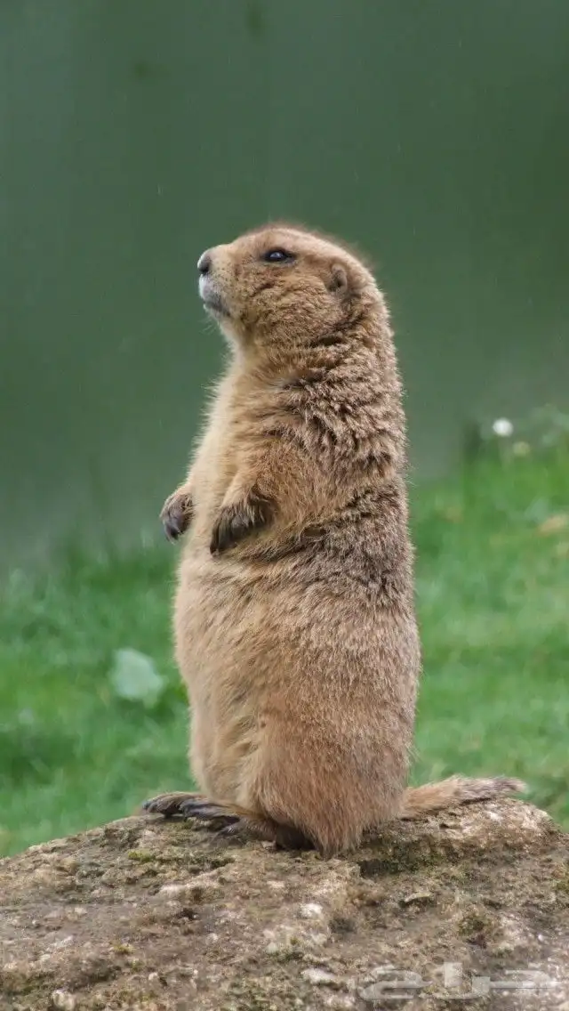 سنجاب الحقول زوج للبيع 0