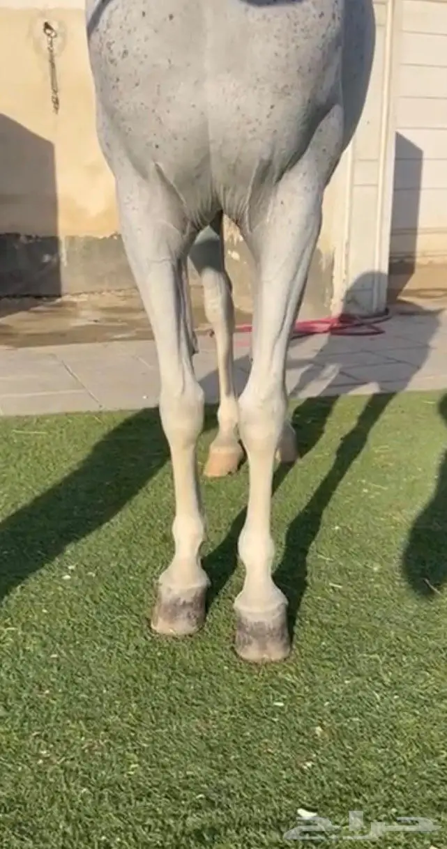 فرس شعبيه شيخه 3