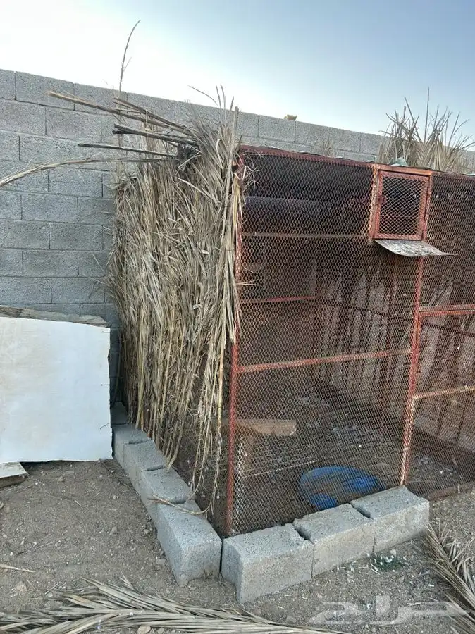 للبيع شبك 2ونص في 2ونص بقلاوه صغير قوي 1