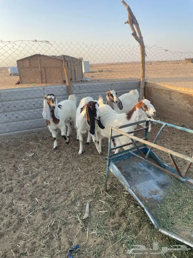 جفرات جذعات دفيع 2