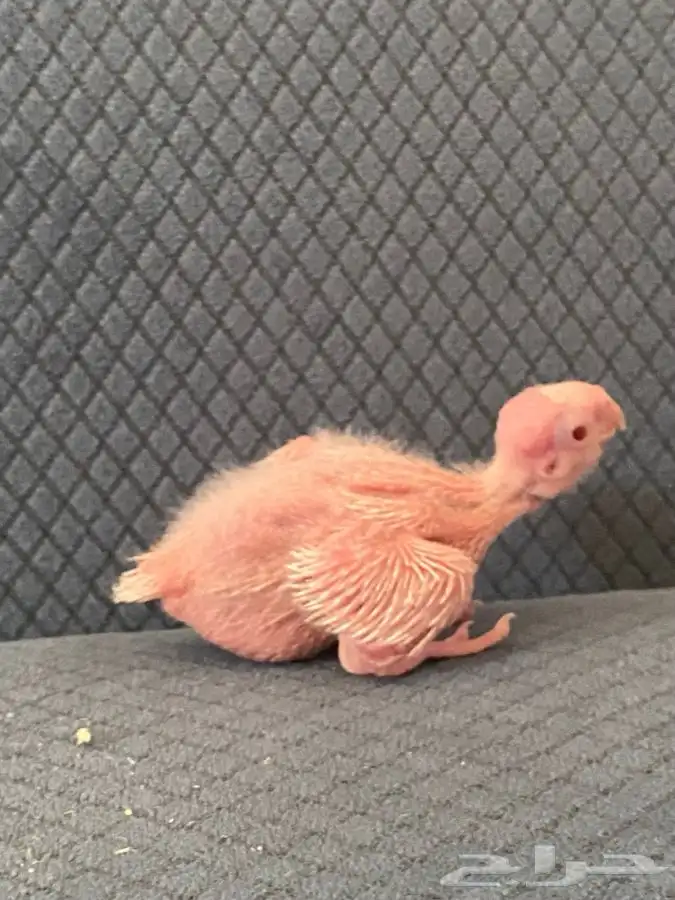 فروخ كروان ( تم البيع) 1