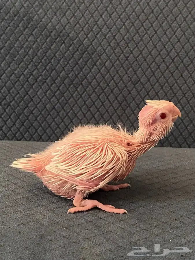 فروخ كروان ( تم البيع) 0