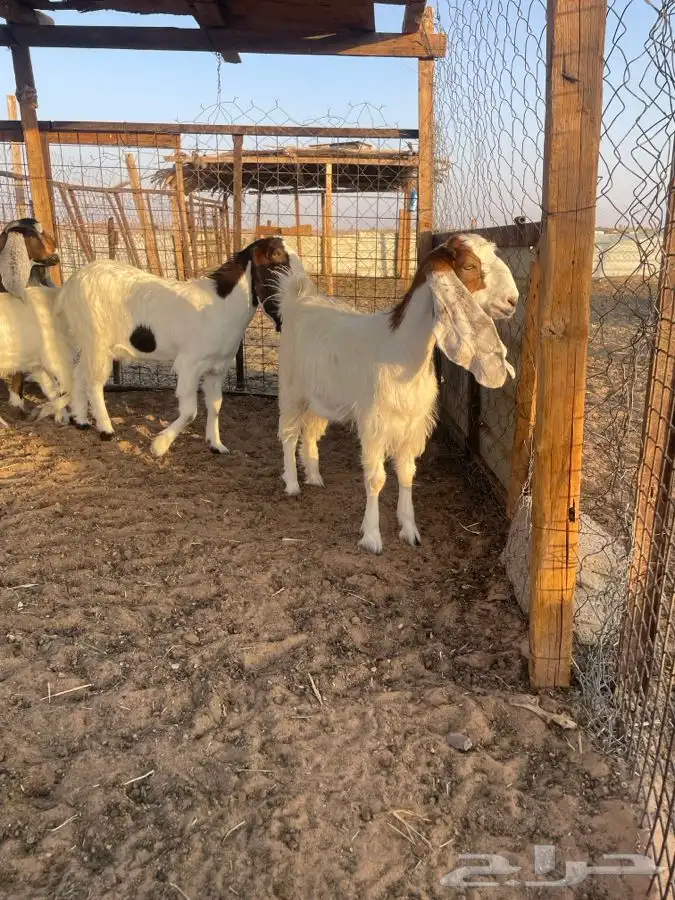 جفرات جذعات دفيع 0