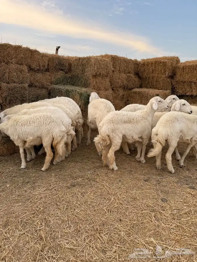 للبيع رخال صنف 5