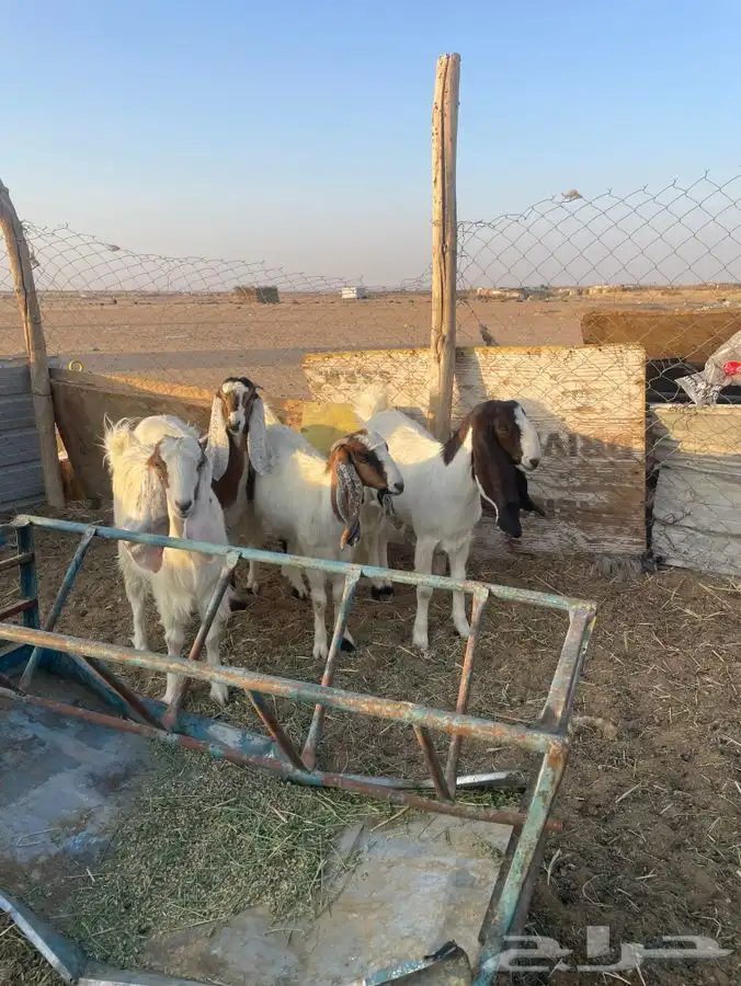 جفرات جذعات دفيع 1