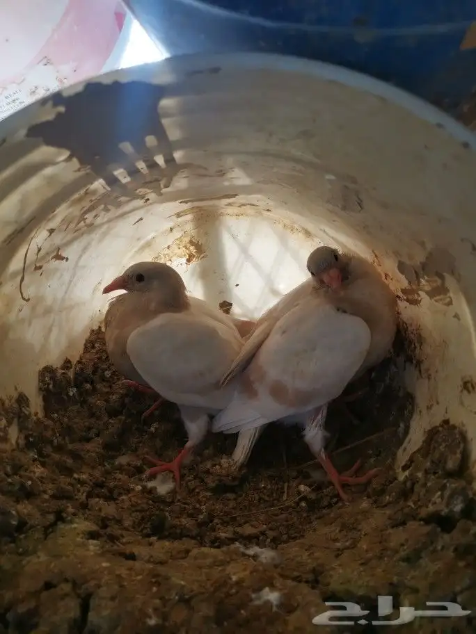 زغاليل فرنسي وزاجل 2