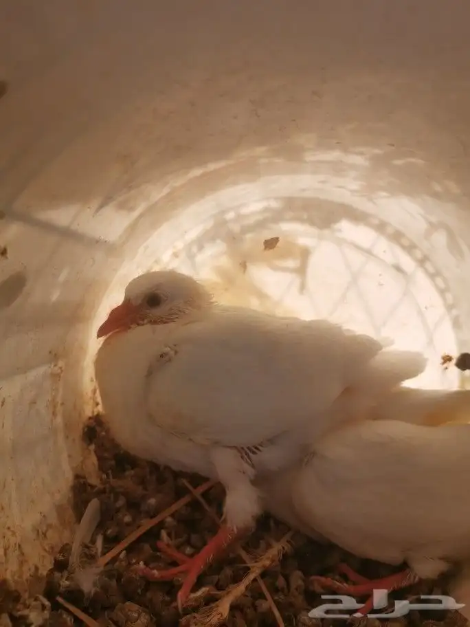 زغاليل فرنسي وزاجل 6