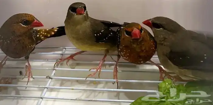 مطلوب طير الفراولة فنش 0