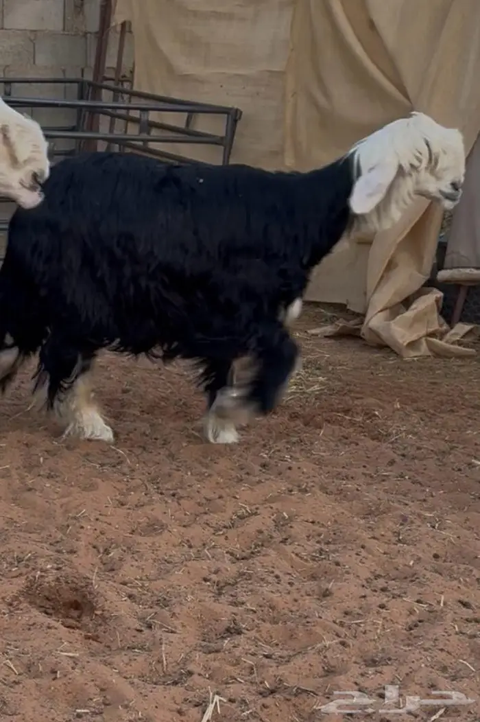 غنم نجد صنف 7