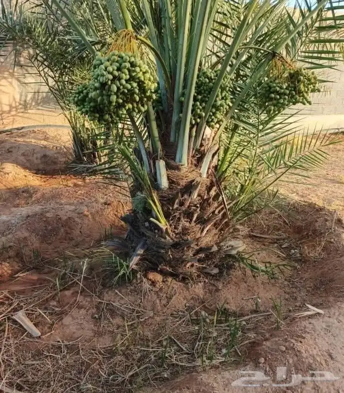 فروخ مثمرة للبيع صقعي مطوق احمر 6