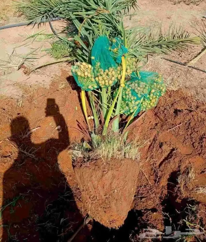 فروخ مثمرة للبيع صقعي مطوق احمر 5