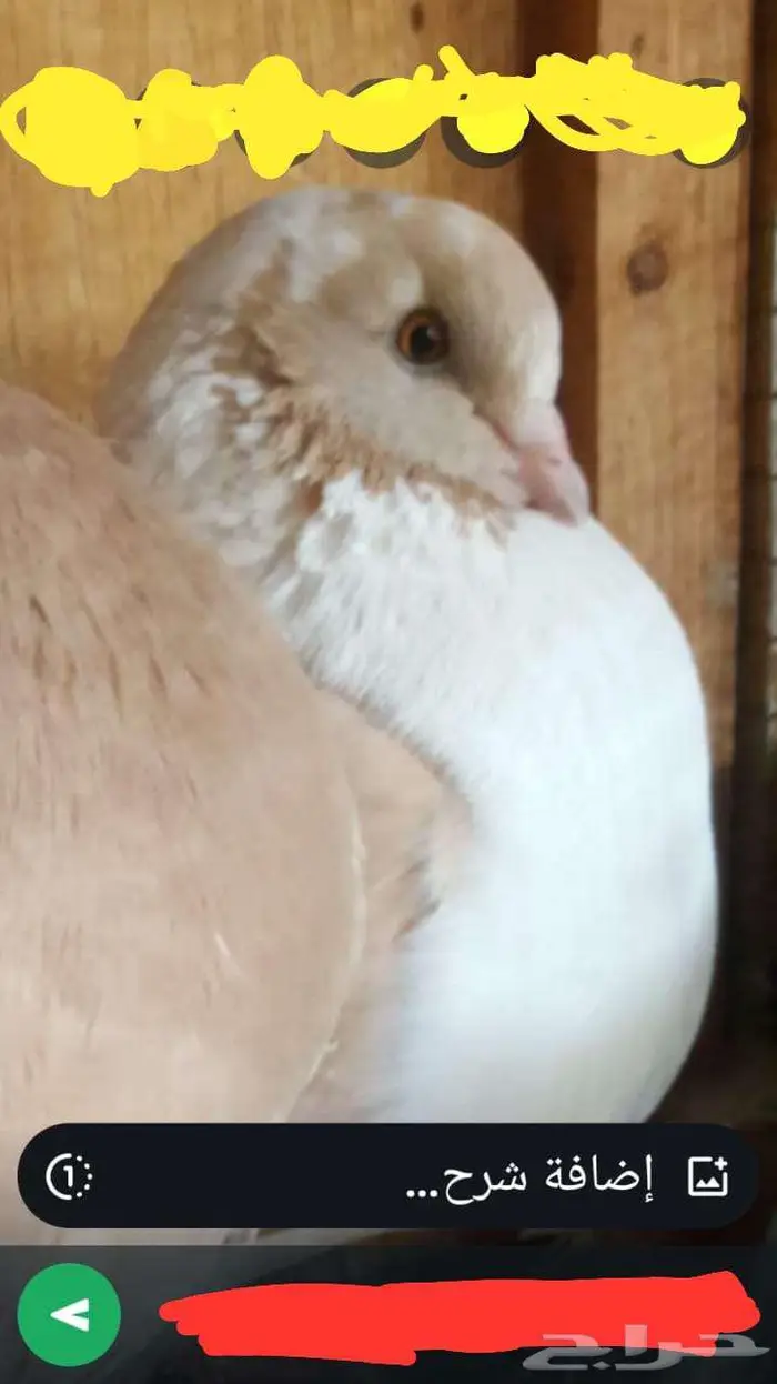 جوز كنق مودينا مكتف أصفر مع عيالهم 1