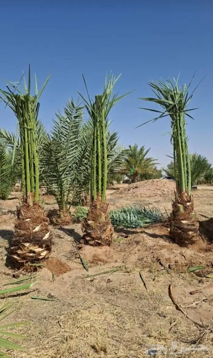 نخيل بجميع انواعه 3