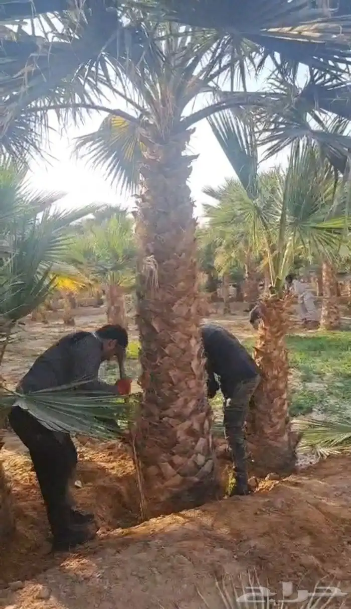 نخيل بجميع انواعه 7