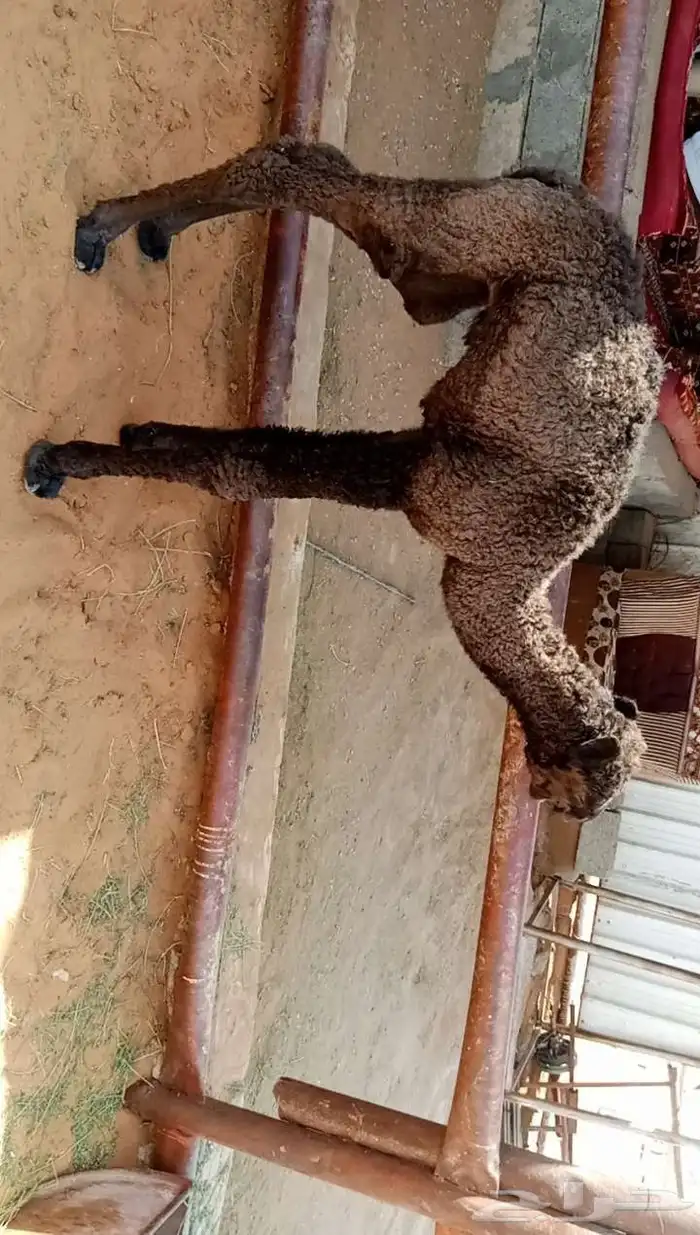 قعود ضيار عمرها اسبوع يرضع في الرضعه 0