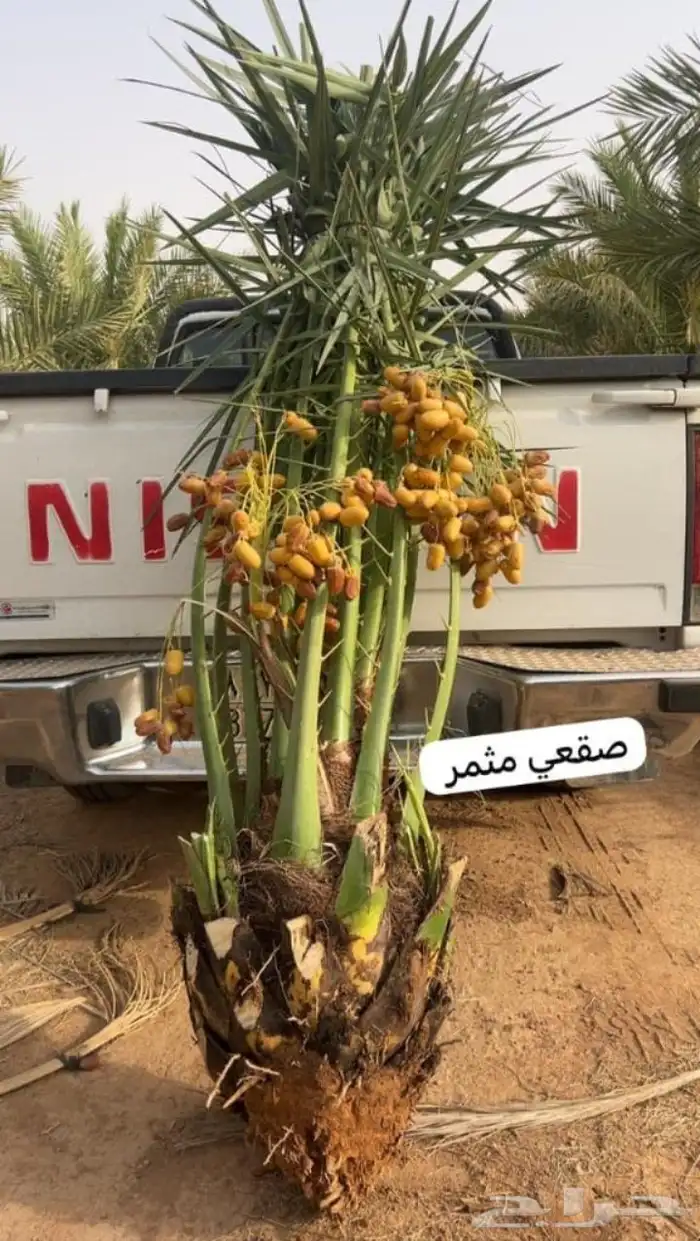نخيل بجميع انواعه 9