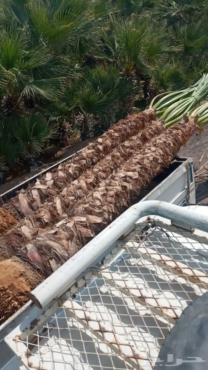 يتوفر لدينا جميع انواع النخل وجميع المقاسات المتوفره 3