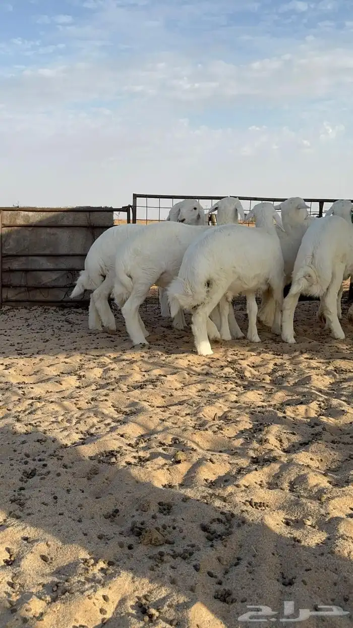 خرفان حريه عمر من ثلاث شهور ونص الي اربعه ونص 2