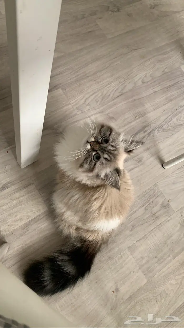قطة مفقوده 3