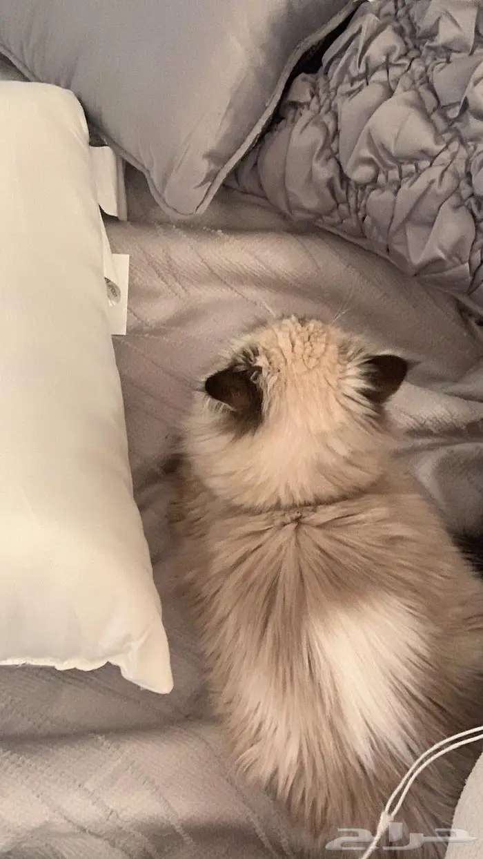 قطة مفقوده 6