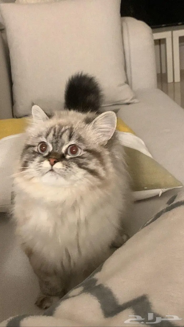 قطة مفقوده 0