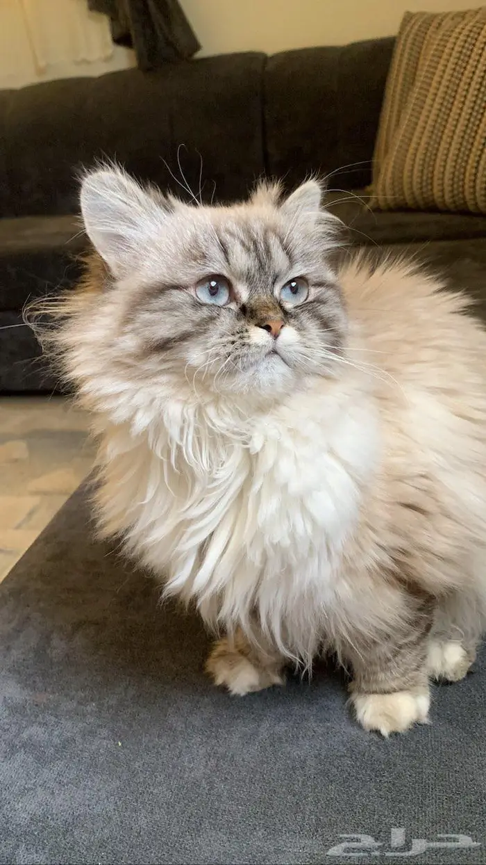 قطة مفقوده 4