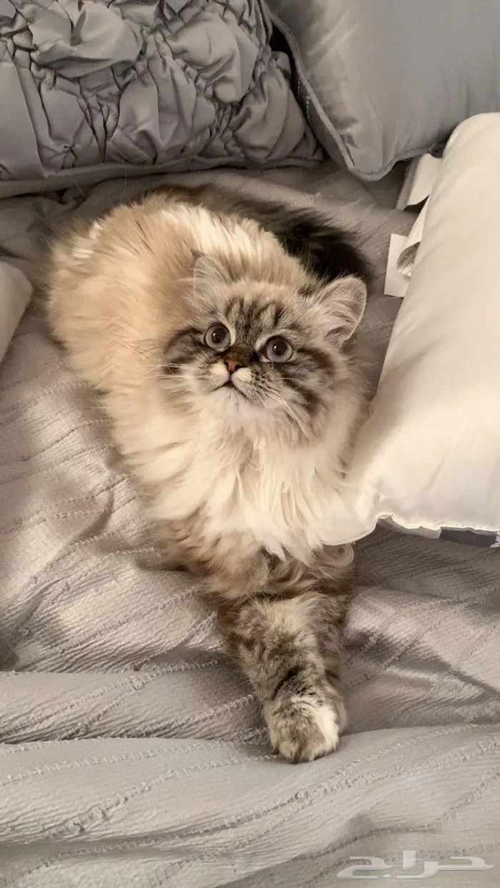 قطة مفقوده 5