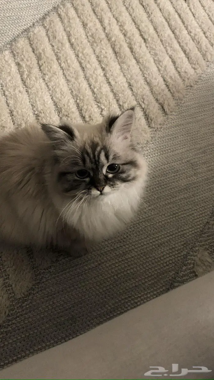 قطة مفقوده 2