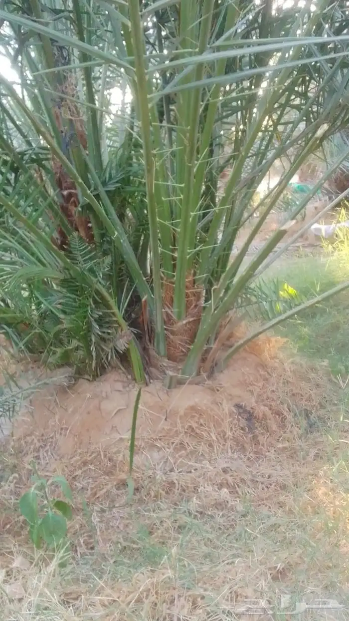 نخيل برحي وصقعي واخلاص وصفري ونبوت سيف للبيع بجميع المقاسات 2