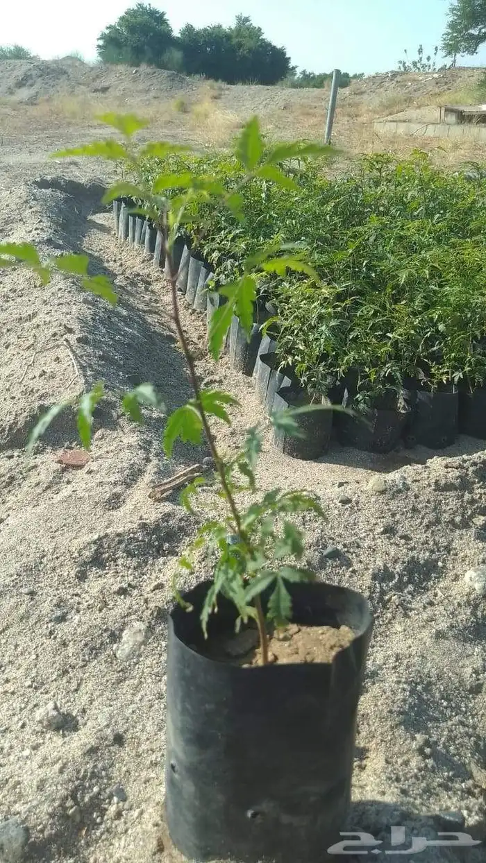 شتلات النيم 1