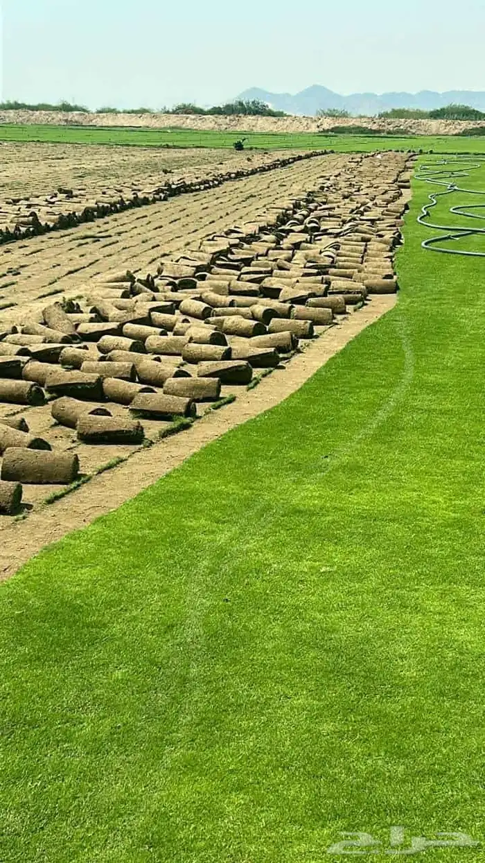 نجيل طبيعي 1