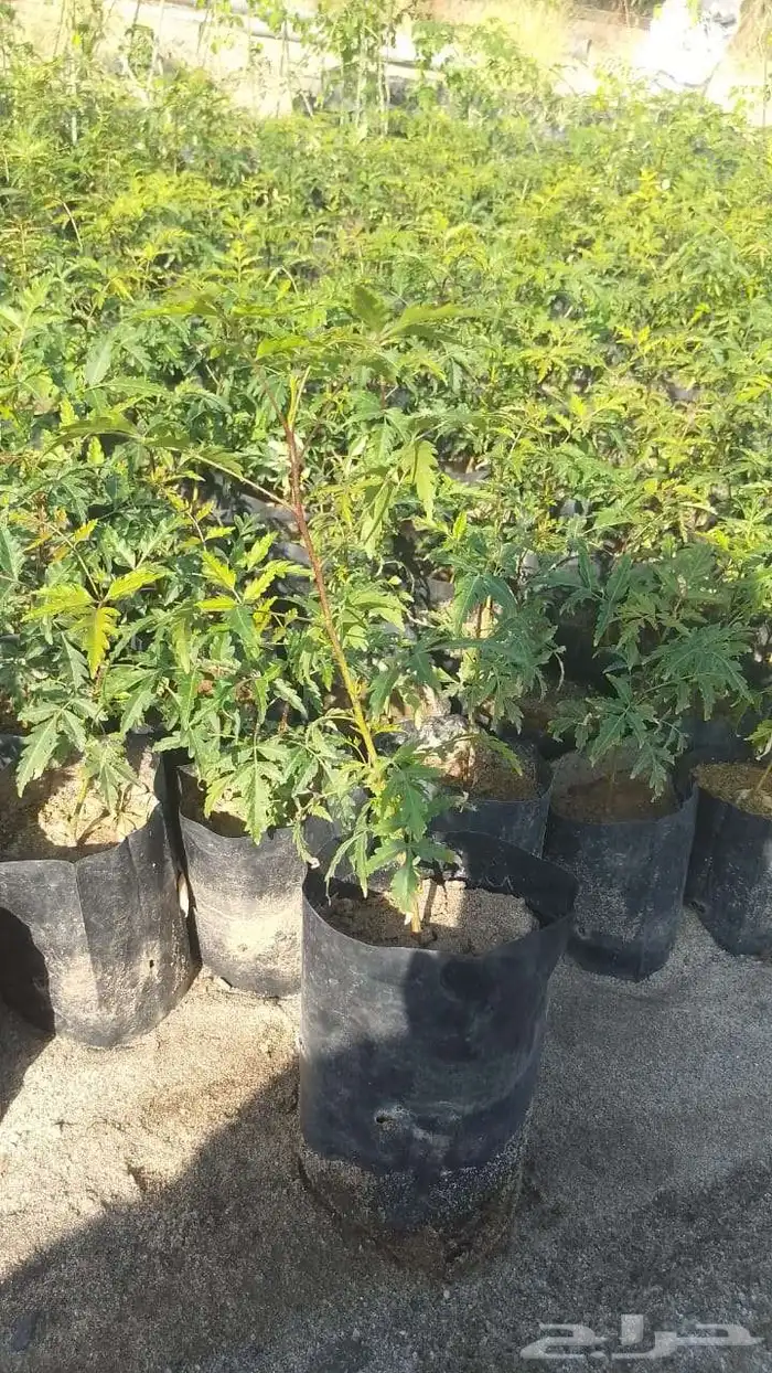 شتلات النيم 0