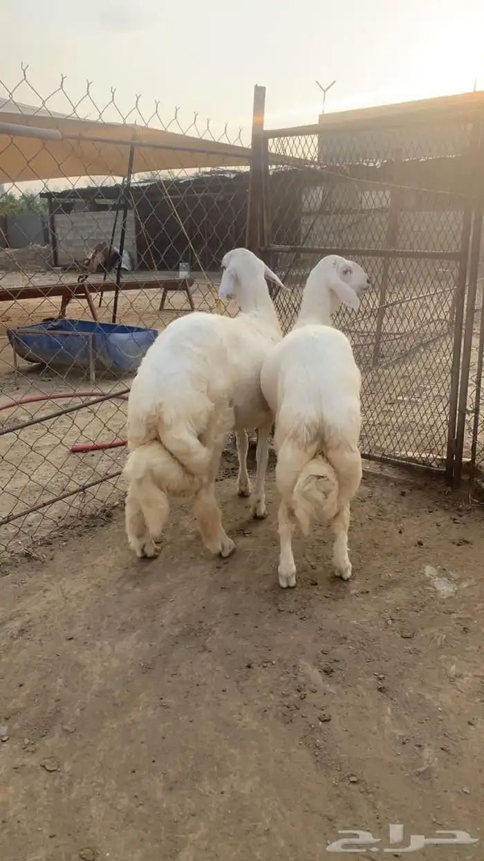 تيوس مستوردة وخرفان 2