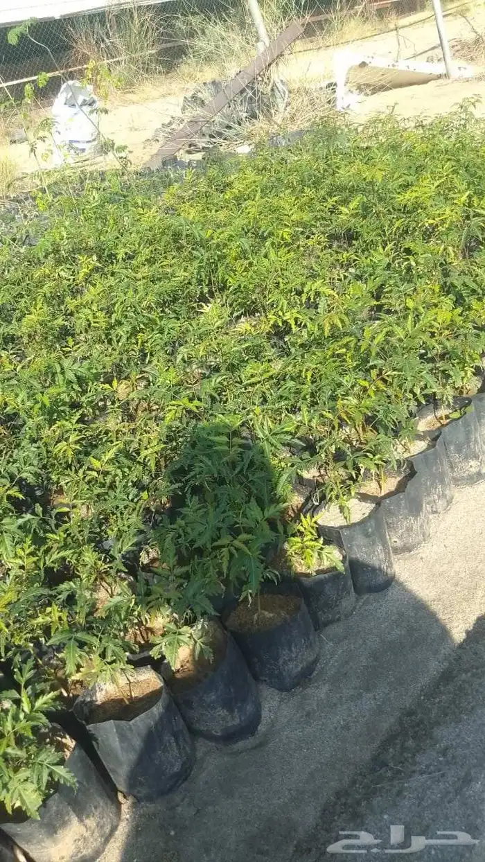 شتلات النيم 3