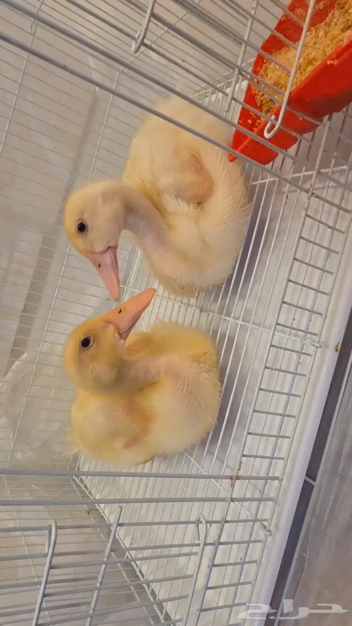 2 جوز بط للبيع 0