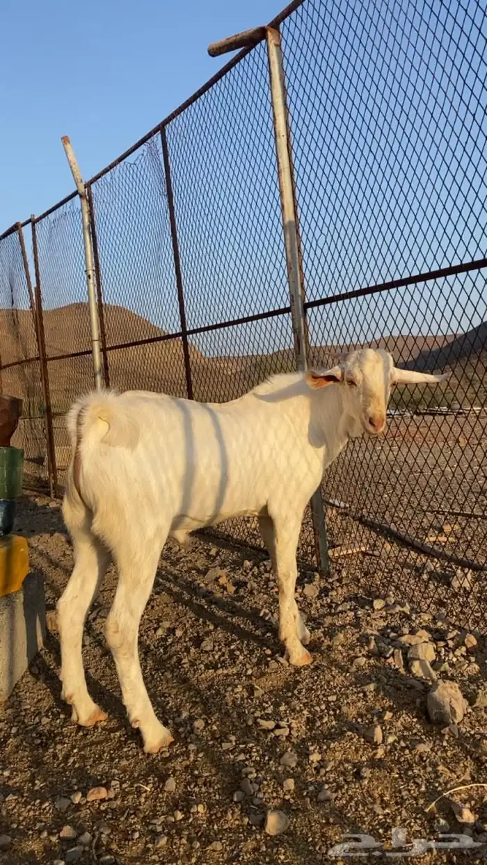 مشاريع فحول 5