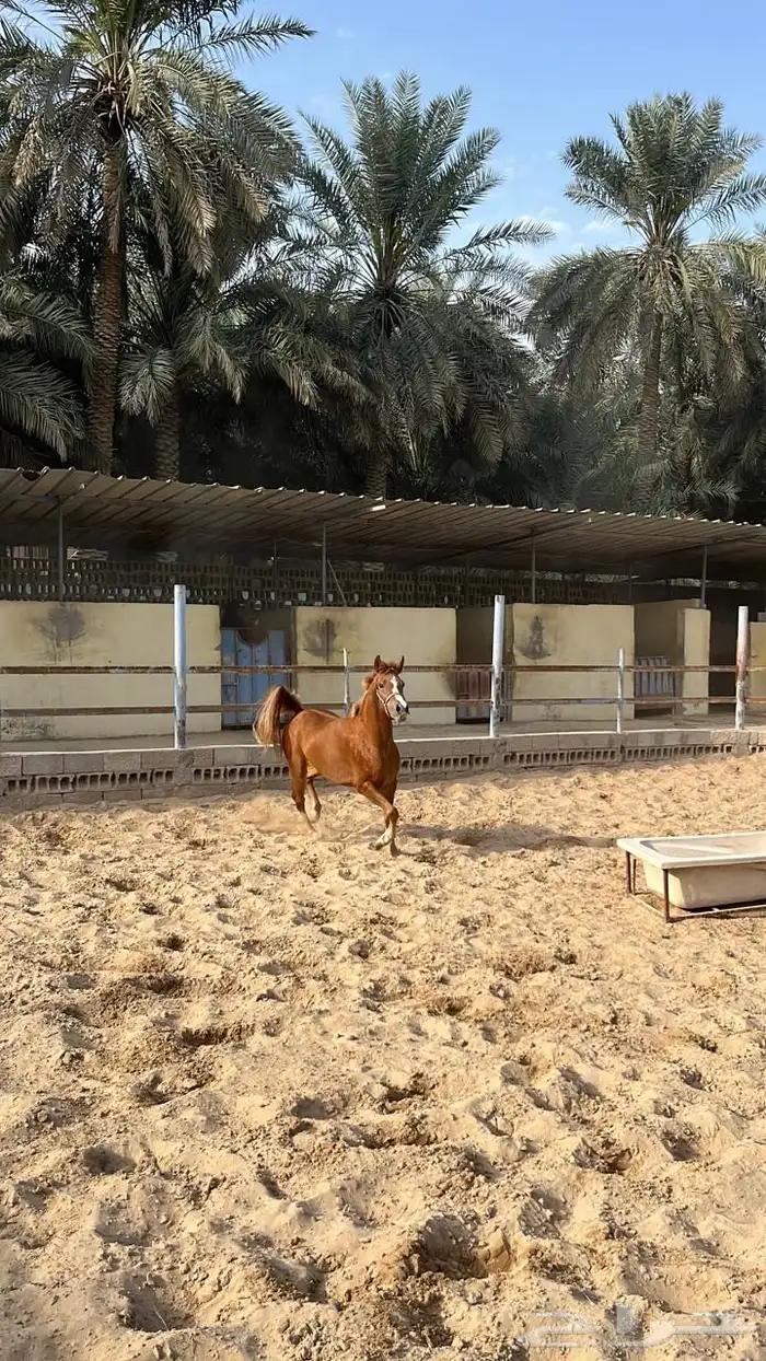 فرس شعبيه للبيع 4