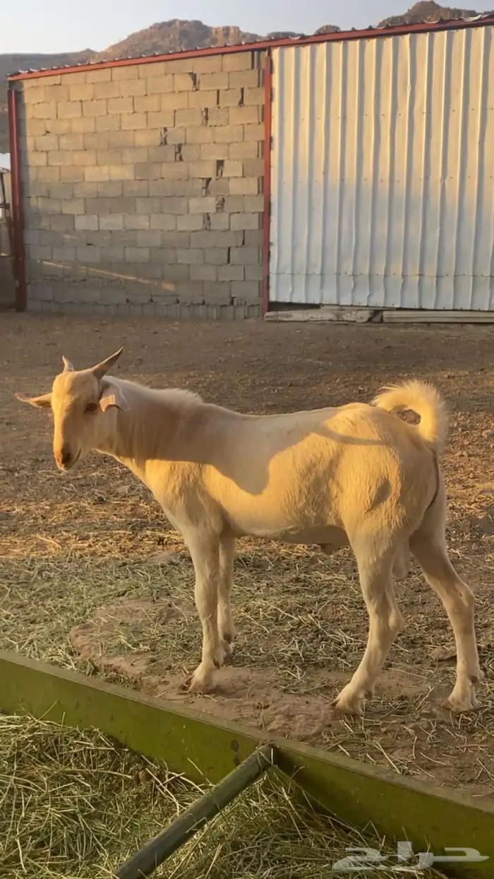 مشاريع فحول 9