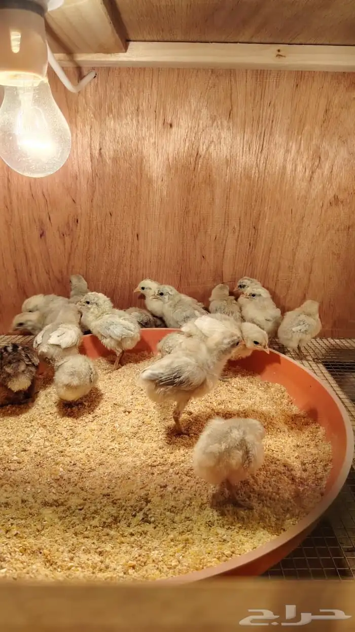 صيصان فيومي 0