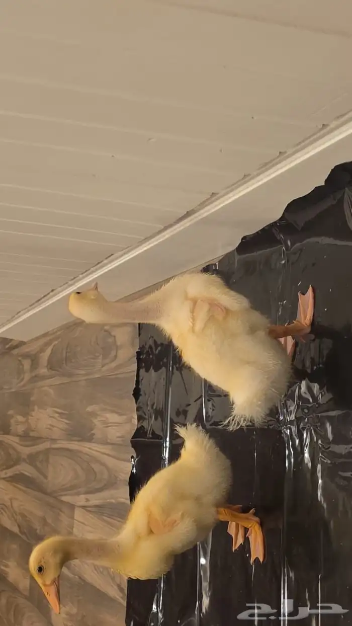 2 جوز بط للبيع 1