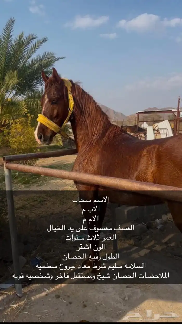 حصان شعبي كفو 0