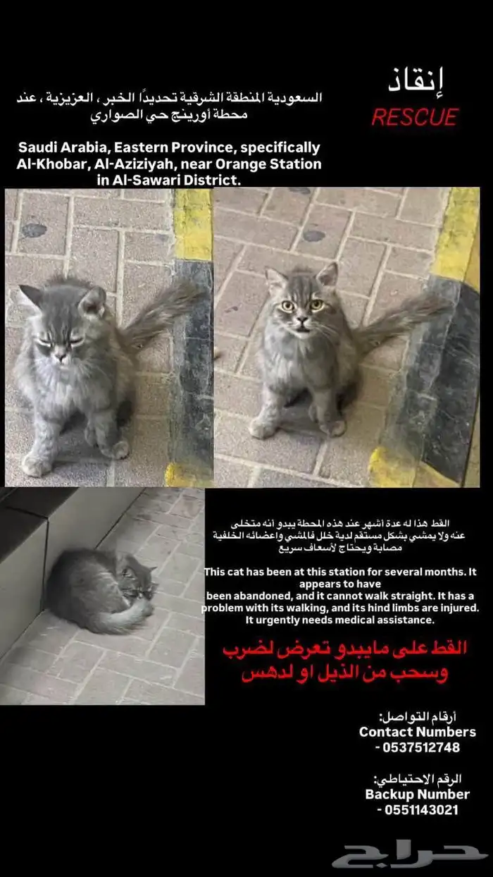 قط يحتاج انقاذ محطه الارقام علا الصور 0